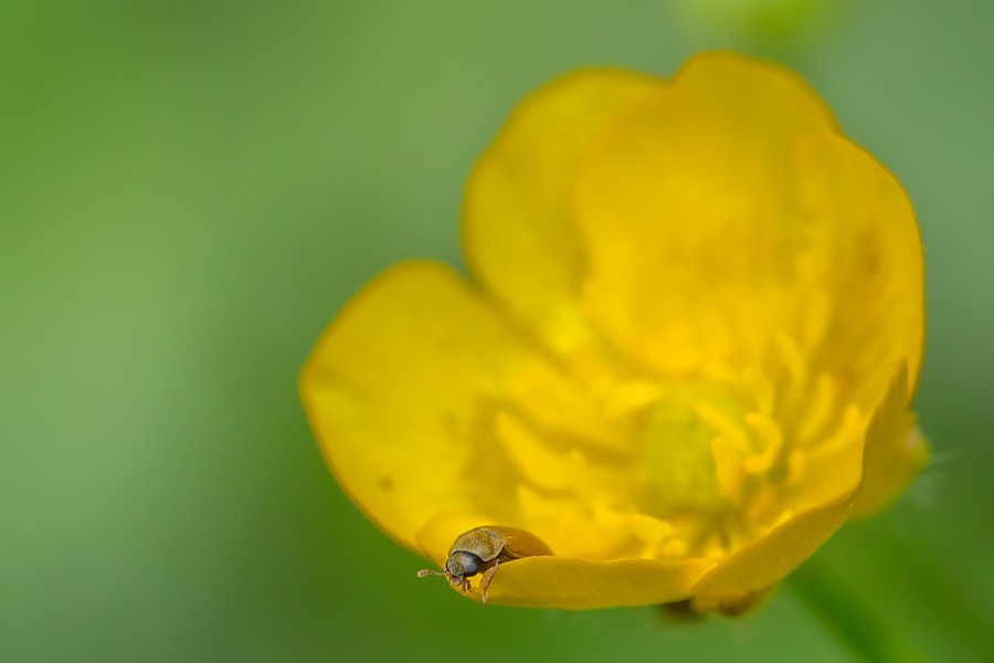 Butterblume mit Himbeerkäfer