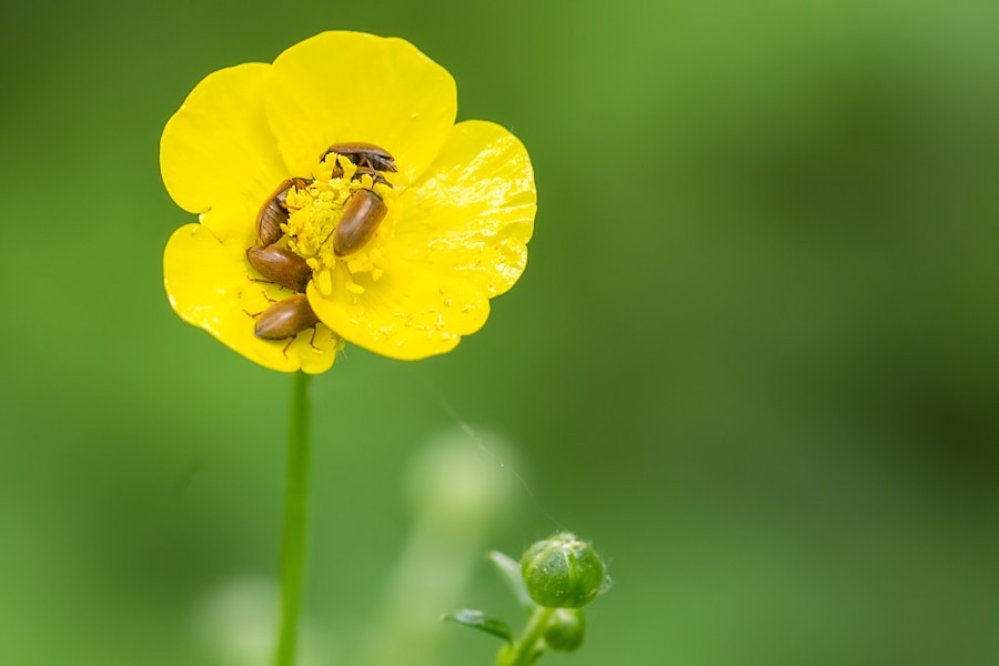 Butterblume mit Himbeerkäfern