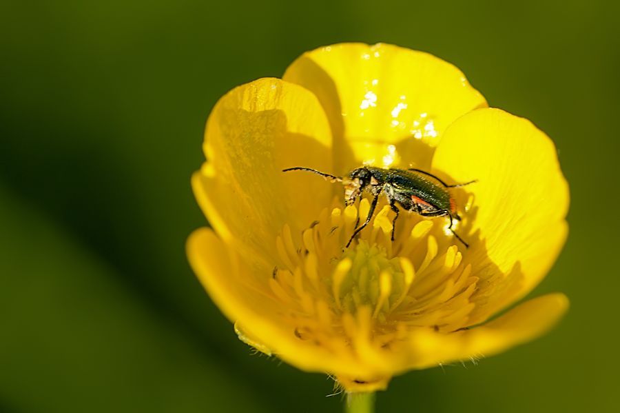 Butterblume mit sehr kleinem Käfer