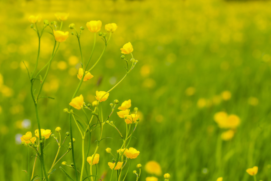 Butterblumenwiese