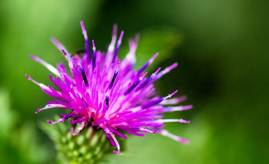 Distelblüte