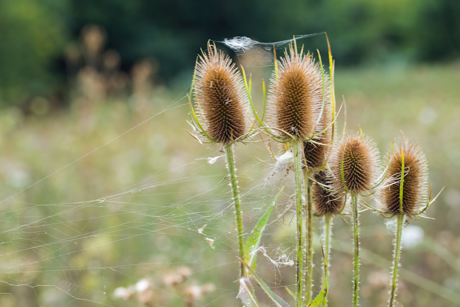 Disteln mit Spinnfäden