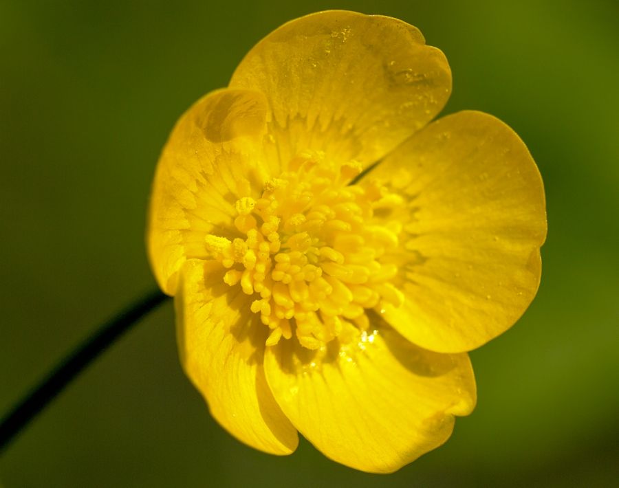 Dotterblume