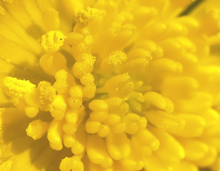 Dotterblume