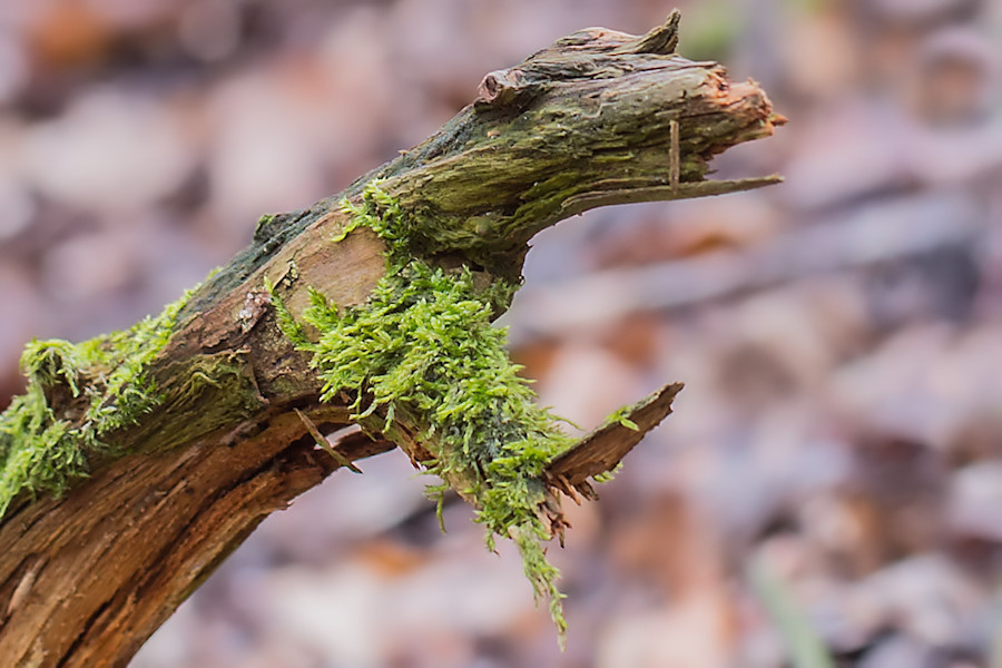 Fabelwesen im Wald