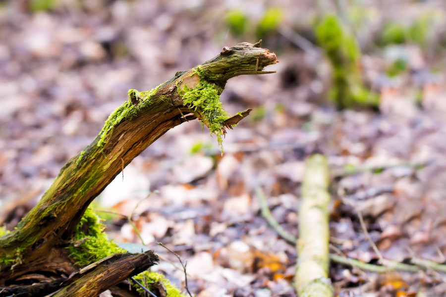 Fabelwesen im Wald