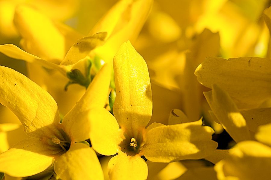 Forsythien