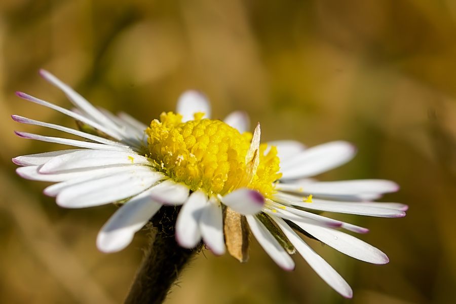 Gänseblümchen