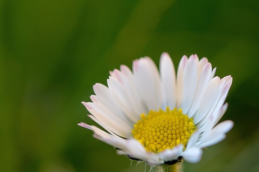 Gänseblümchen