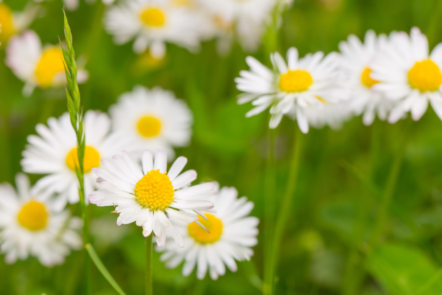 Gänseblümchen