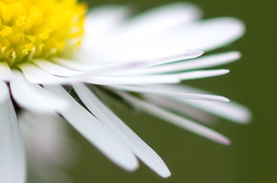 Gaenseblume