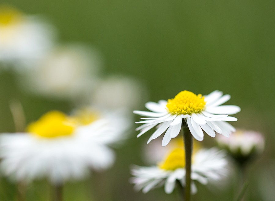 Gaenseblumen