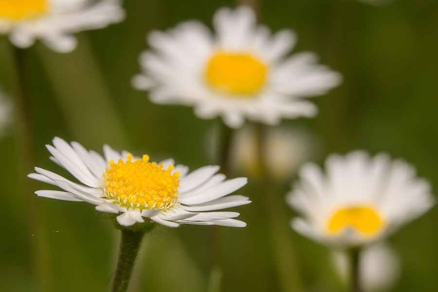 Gänseblumen