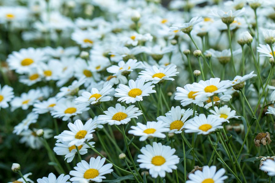 Gänseblumenwiese