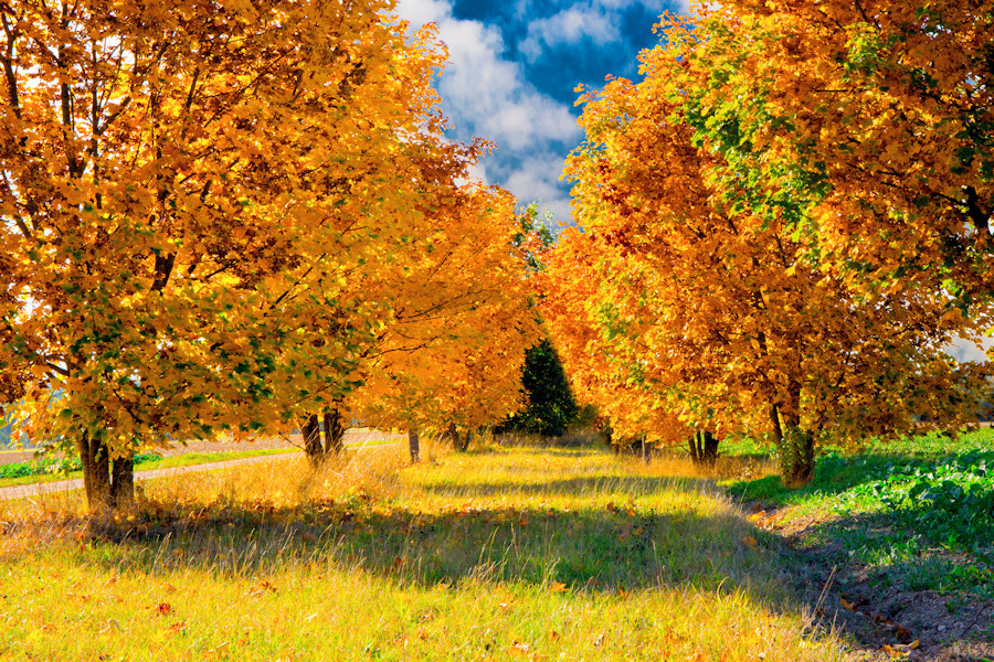 Goldener Herbst