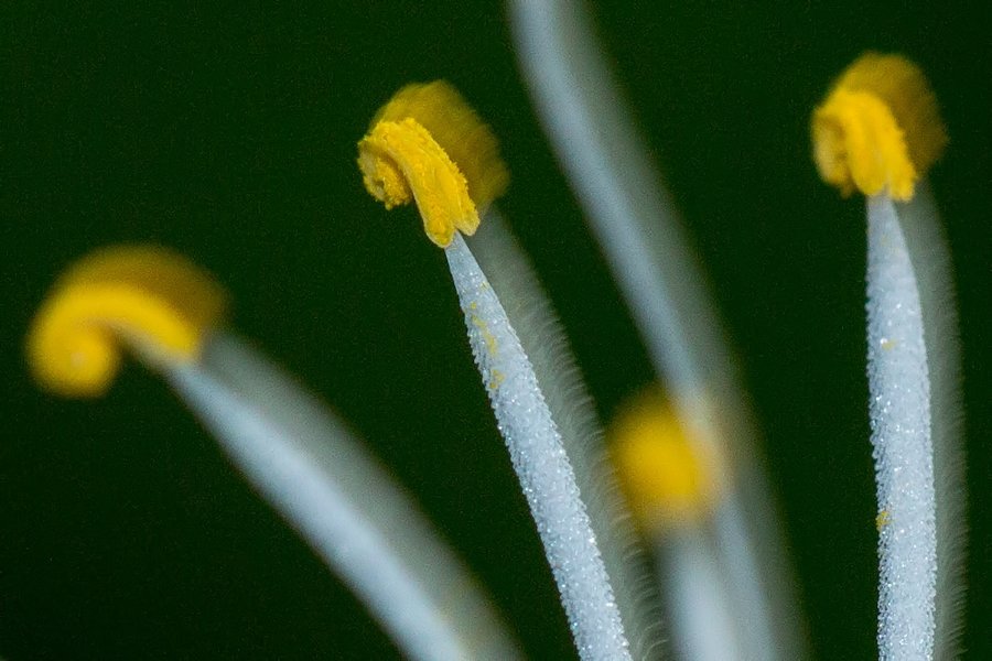 Grünlilienblüte