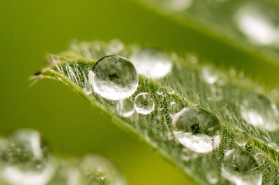 Grünpflanze mit Regentopfen