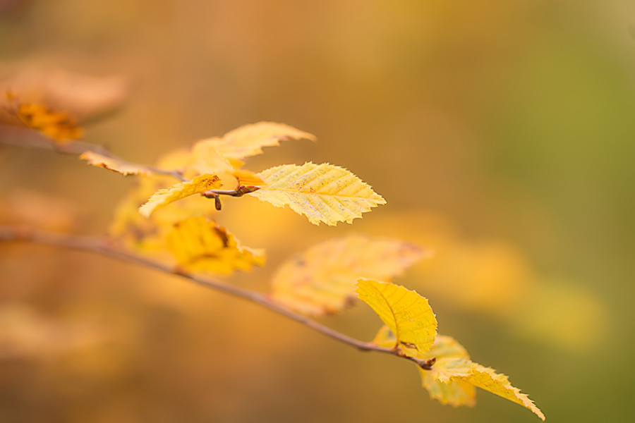 Herbst