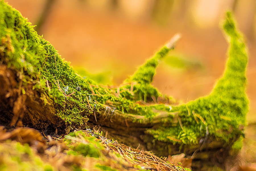 Herbst im Wald
