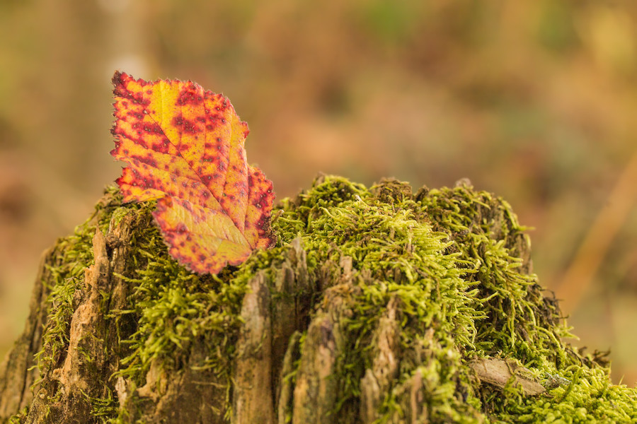 Herbst im Wald