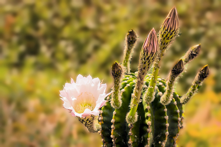 Kaktusblüte