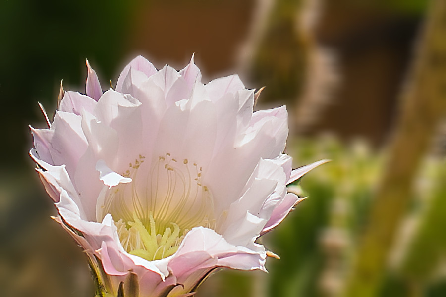 Kaktusblüte
