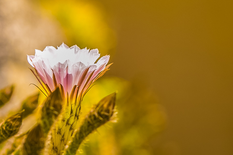 Kaktusblüte