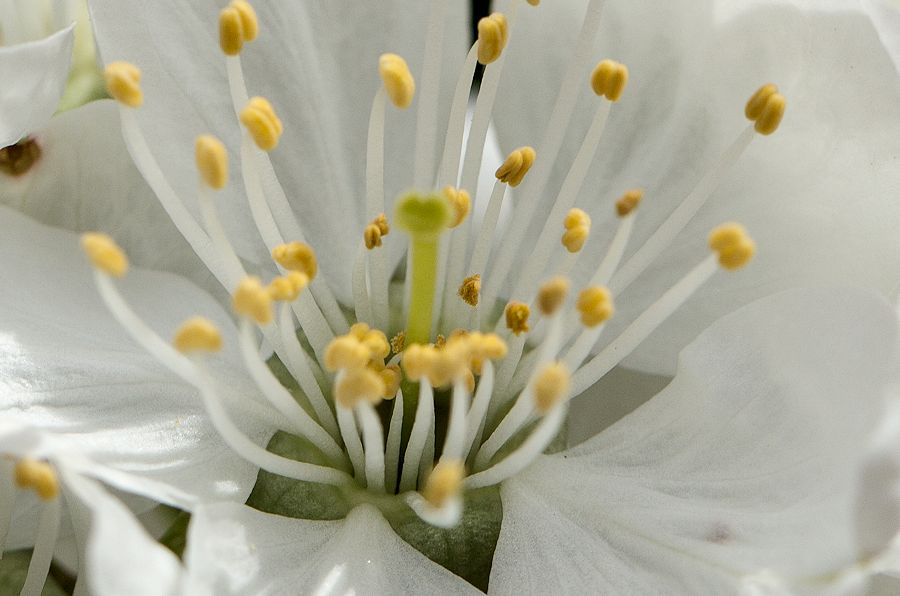 Kirschbaumblüte