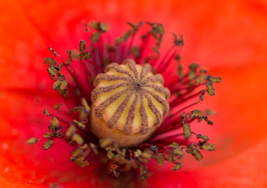 Klatschmohn