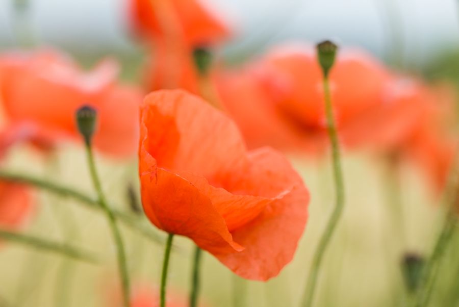 Klatschmohn