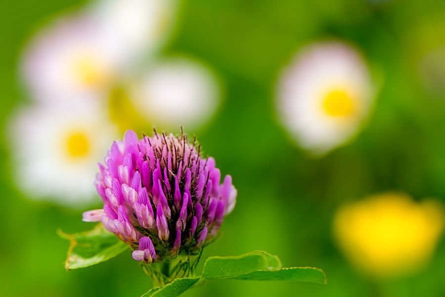 Klee auf Blumenwiese
