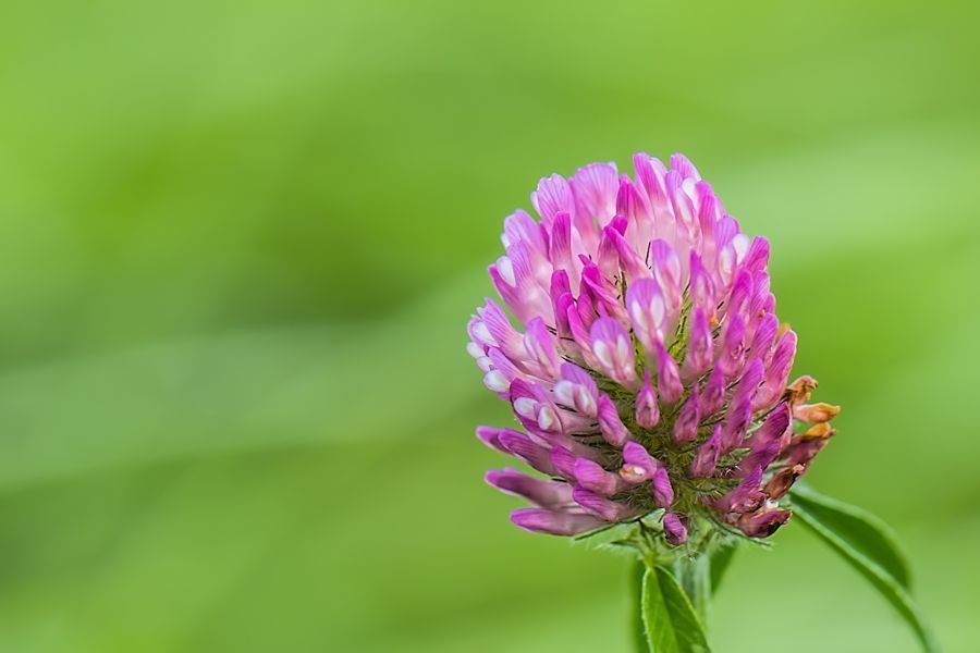 Kleeblüte