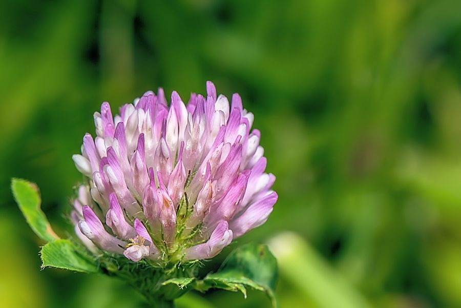 Kleeblüte