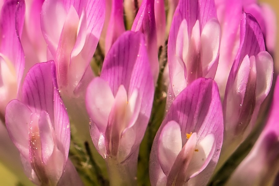 Kleeblüte