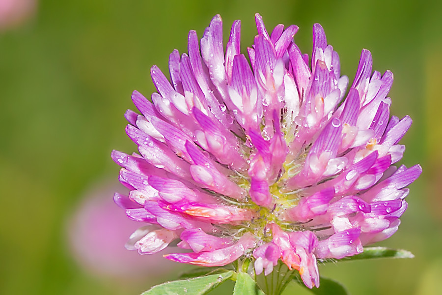 Kleeblüte