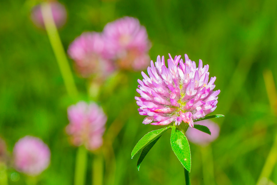Kleeblüte