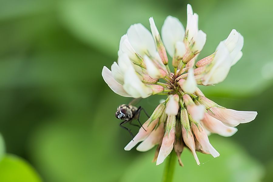 Kleeblüte mit kleiner Fliege