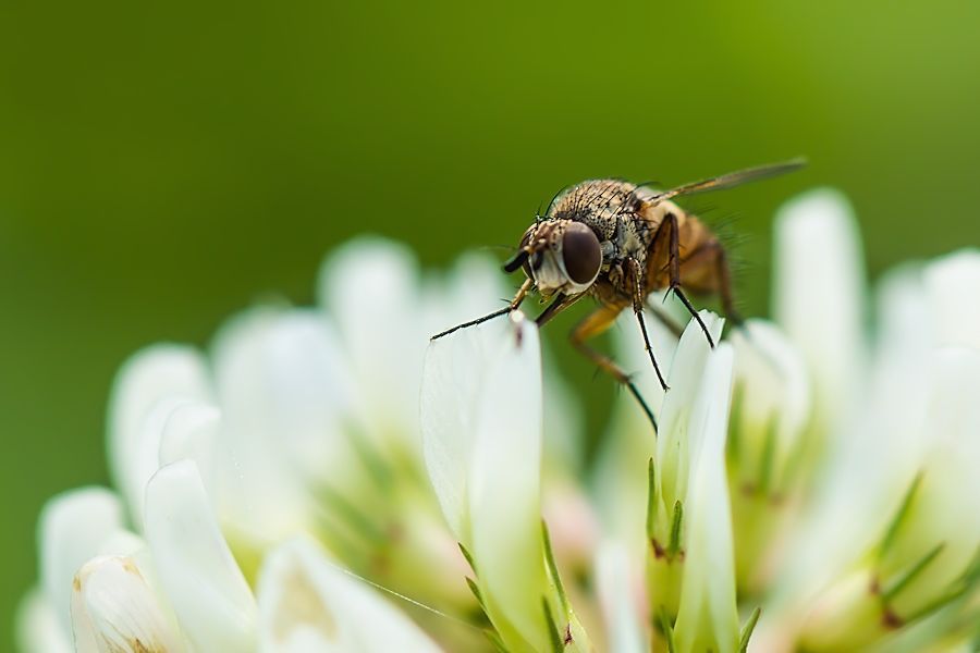 Kleeblüte mit kleiner Fliege