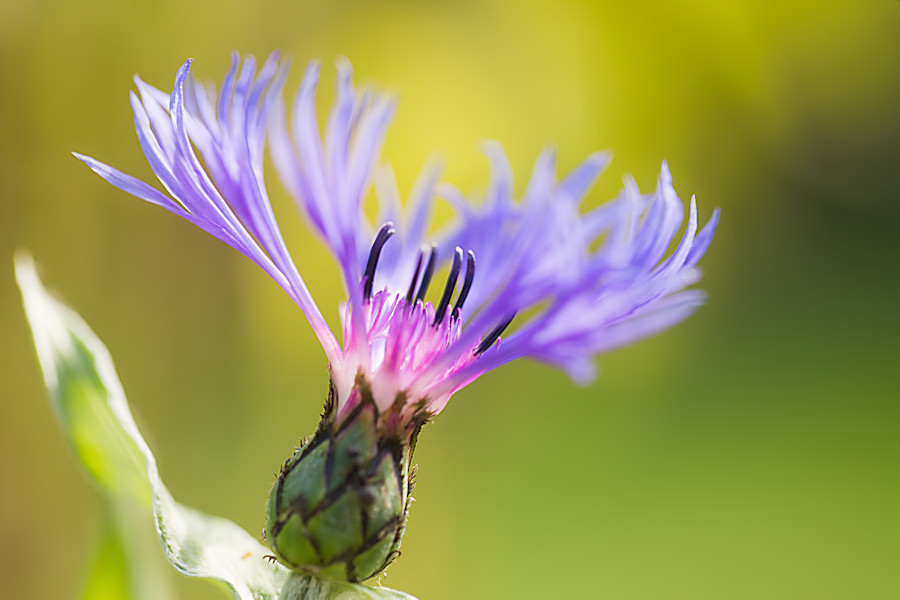 Kornblume