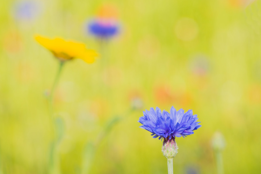 Kornblume auf Blumenwiese