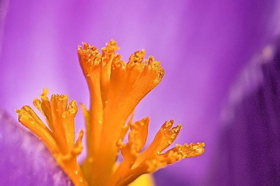 Krokus