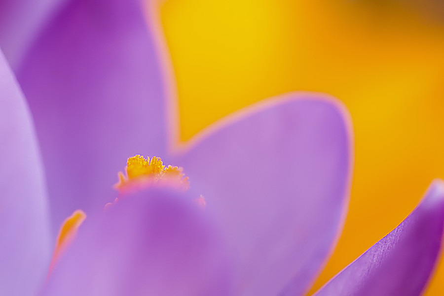 Krokus