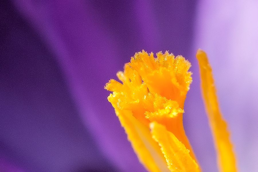 Krokusblüte