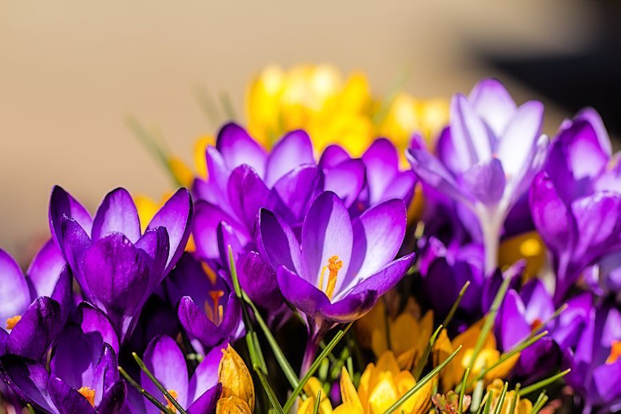 Krokusse