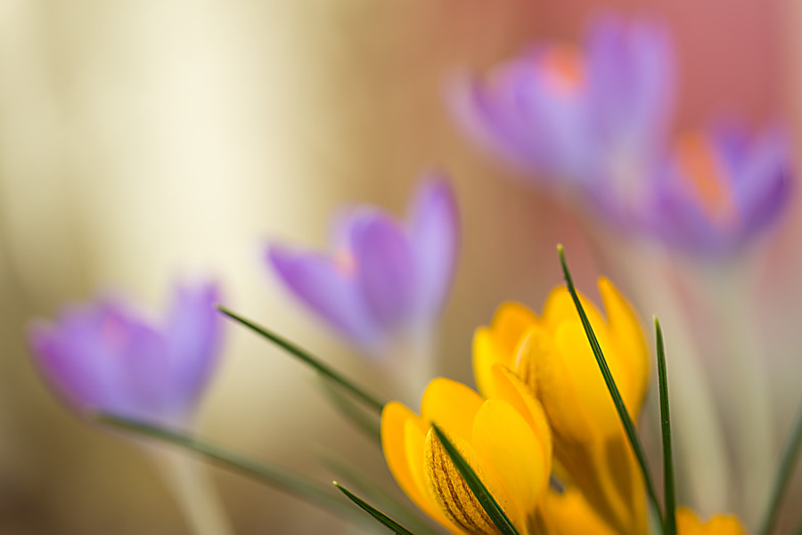 Krokusse