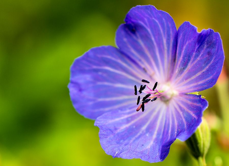 Lila Blüte