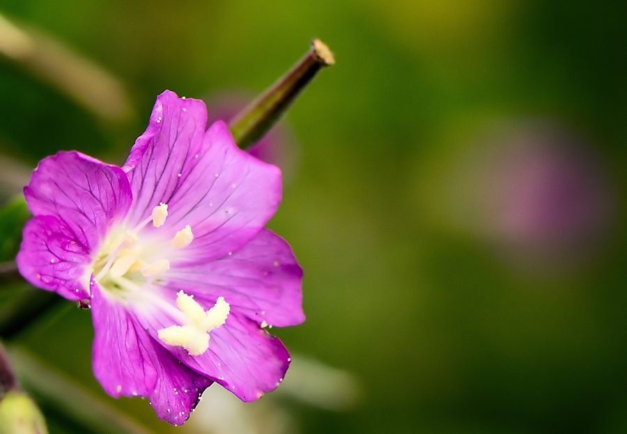 Lila Blüte