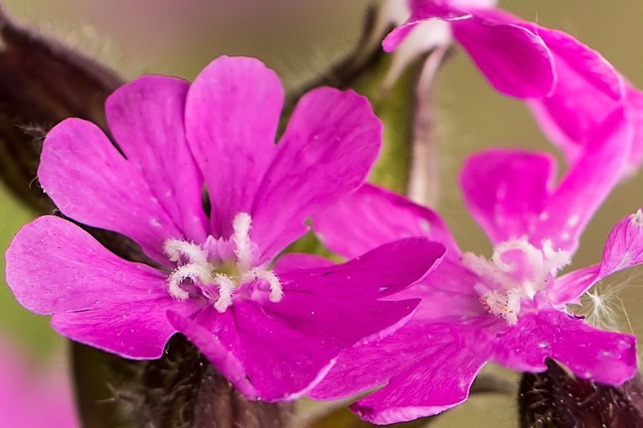 Lila Blüte