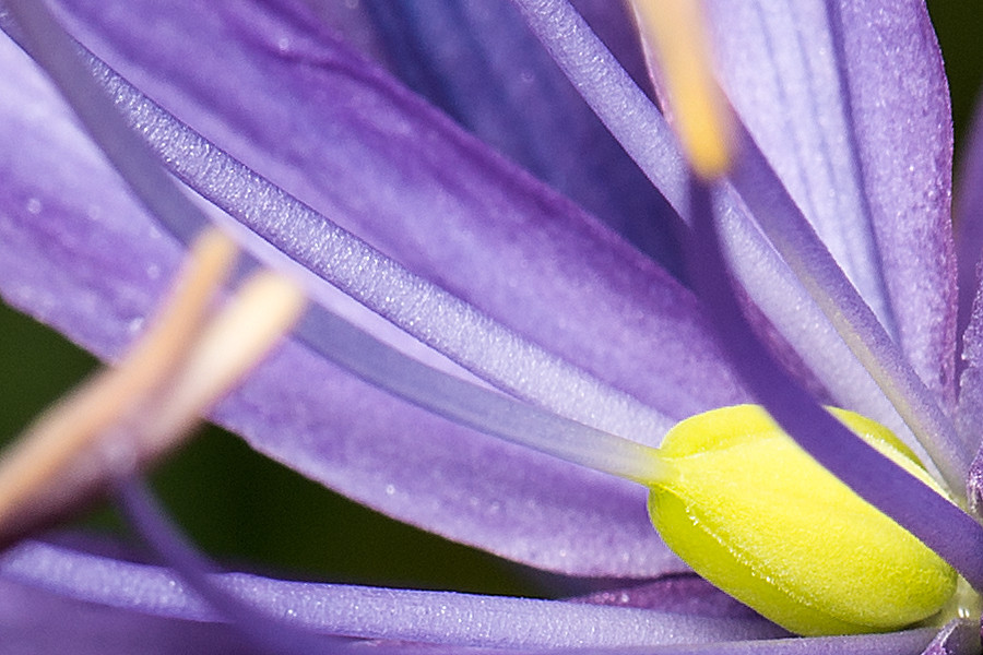 Lila Blüte