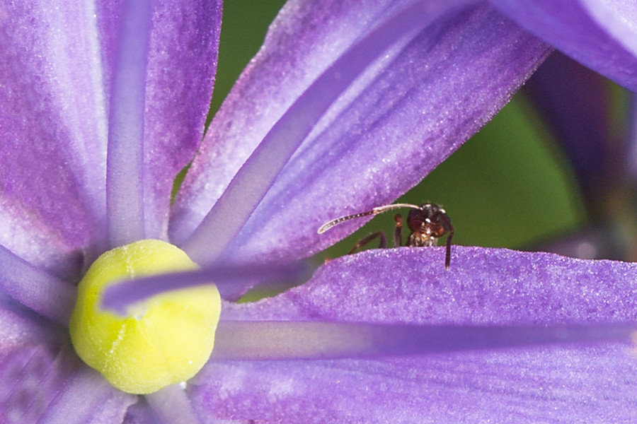 Lila Blüte mit Ameise